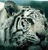 White_Tiger